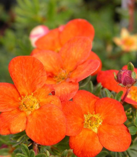 Potentilla fruticosa Red Ace